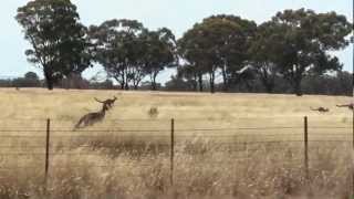 Kangaroos jump beside car [upl. by Notla64]