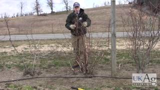 Blueberry Pruning Demonstration [upl. by Annaehs]