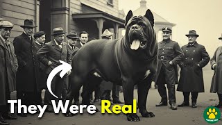 5 Most POWERFUL Extinct Dog Breeds You Dont Know About [upl. by Ahrens]