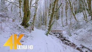 4K Virtual Winter Walk  Walking in a Snow Forest  35 HRS of Crunching Snow Sound [upl. by Ingham]