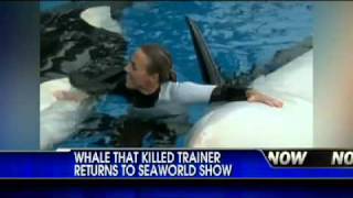 Whale Responsible for Trainers Death Returns to SeaWorld Show [upl. by Noscire]