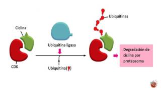 9 Regulación del ciclo celular [upl. by Kcirre]