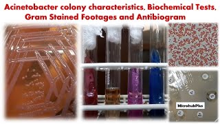 Acinetobacter colony characteristics Biochemical Tests Gram Stained Footages and Antibiogram [upl. by Kobylak]