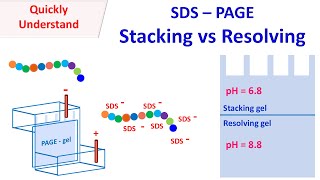 SDS PAGE  Stacking vs Resolving gel [upl. by Buzz]