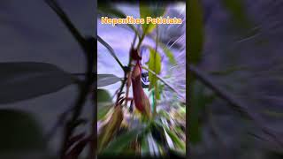 Nepenthes Petiolata carnivorousplant garden botanygarden pitcherplant garden rareplants [upl. by Alodie]