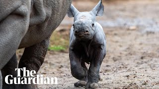 Endangered eastern black rhino born at Chester zoo [upl. by Gregor663]