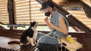 I tried going to a CAT VILLAGE to cure my FEAR OF CATS [upl. by Dara878]