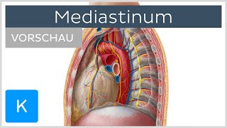 Mediastinum  Überblick Vorschau  Kenhub [upl. by Andromede91]