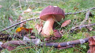 PRIMER BROTE DE BOLETUS PINICOLA O PINOPHILUS Y ALGUN EDULIS RETICULATUS Y TROMPETAS DE LOS MUERTOS [upl. by Yelsnik216]