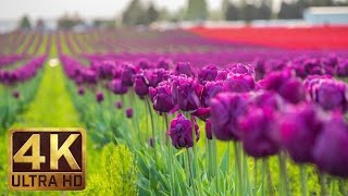 4K  Tulip Flowers  2 Hours Relaxation Video  Skagit Valley Tulip Festival in WA State  Episode 1 [upl. by Dich]