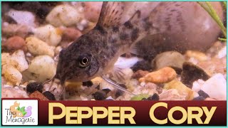 All About Pepper Corydoras The Bulletproof Cory [upl. by Mcgrody]