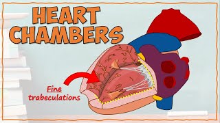 DETAILED Anatomy of the Heart Chambers [upl. by Nanji]