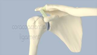 Acromioclavicular Joint Anatomy [upl. by Aiden]