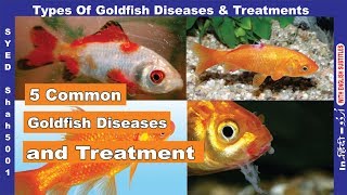 Goldfish 5 common Disease amp Treatement of Goldfish how to Cure sick Goldfish [upl. by Barr]