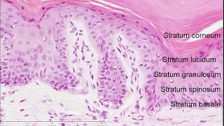 Histology of the Skin [upl. by Sylram]