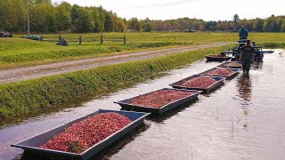 Cranberry Harvest from Bog to Bag to Bottle [upl. by Sajovich]