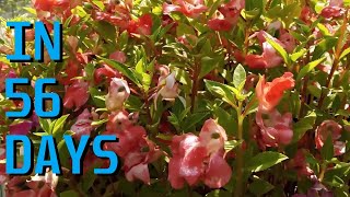 How to grow Impatiens Balsamina from seed [upl. by Coraline]