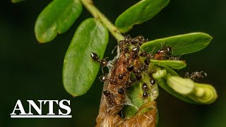 Ants II A Brief introduction [upl. by Diva]