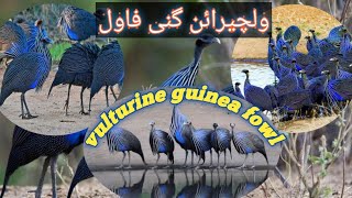 vulturine guinea fowl farming guide business idea complete informationUrdu Hindi [upl. by Yrome]