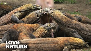 Komodo Dragon Worlds Largest and Deadliest Monster Lizard  Love Nature [upl. by Olumor871]