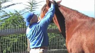 Equine Massage Basic Techniques [upl. by Chesney]