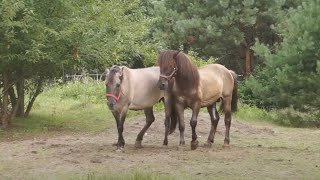 Ogier Tort kryje w tabunie Konika Polskiego [upl. by Krawczyk]