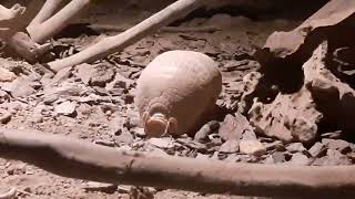 Southern Threebanded Armadillo  Night Safari Singapore [upl. by Kcarb272]