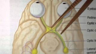 Cranial Nerves 2 of 12 Optic Nerve  Head and Neck Anatomy 101 [upl. by Hyrup264]