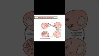 Rickettsia life cycle Morphology Disease endemic typhus scrub typhus zoology 3rd year [upl. by Calida605]