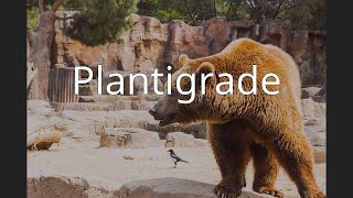 Plantigrade [upl. by Nerra48]