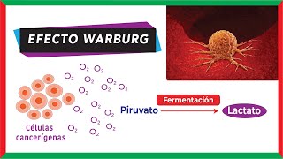 Metabolismo del cáncer  Efecto Warburg glucólisis aeróbica [upl. by Weinhardt]