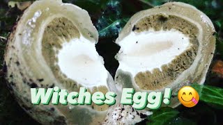 Stinkhorn aka Witches Egg Mushroom Foraging [upl. by Nosille]