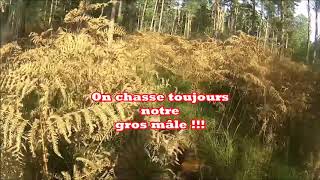 Battue aux sangliers  Sanglier qui me charge dans la traque 20172018 chasse au sanglier [upl. by Candida24]