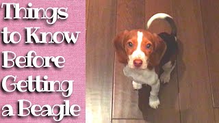 Things to Know Before Getting a Beagle [upl. by Aenet721]