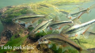 Tarło piekielnic Alburnoides bipunctatus Riffle minnow spawning [upl. by Lukasz]