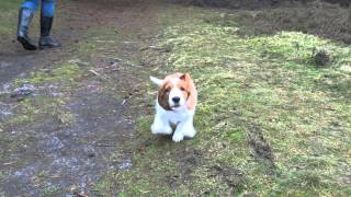 9 weeks old Welsh Springer Spaniel puppy [upl. by Ceporah]