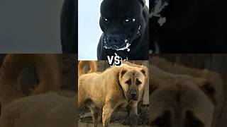 Pitbull vs Kangal Showdown 😈 [upl. by Niarbo649]