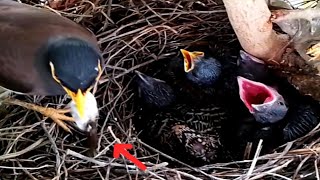 Common myna Birds bite very large baby fecesBird life Nest [upl. by Novar]