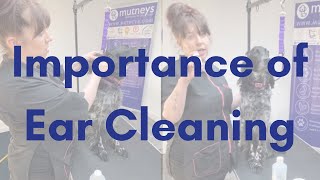 Importance of Cleaning Your Dogs Ears  Mutneys [upl. by Blackburn]