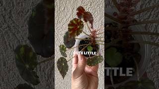 Begonia Tiger Paws😍 shorts plants begonia cute baby viral plantcare ytshorts subscribe [upl. by Orpheus]