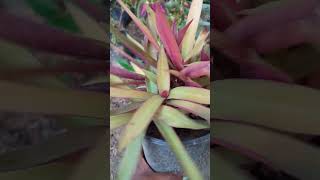 Cutting se grow hone waleBegginer friendly plant shortsfeed trending gardening gardenning [upl. by Emie]