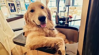 100 Funny Golden Retrievers Dog Videos will make you laugh your HEAD OF 😂 [upl. by Ynnos]