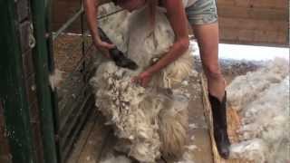 Shearing an Alpaca Without Help [upl. by Wiltshire]