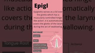 Glottis and epiglottis  Differentiation between glottis and epiglottis [upl. by Sommer]