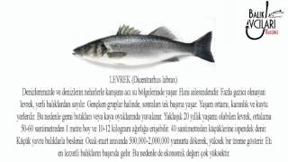 LEVREK BALIĞI NEDİR  HD [upl. by Charo]