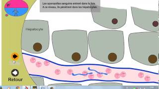 Plasmodium falciparum [upl. by Erny]