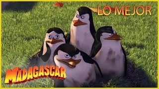 DreamWorks Madagascar en Español  Lo Mejor de los Pingüinos Parte 2  Dibujos Animados para Niños [upl. by Ardnwahsal311]