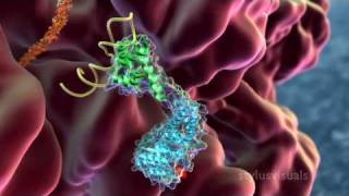 SRP  Signal Recognition Particle binds nascent peptide from ribosome [upl. by Aid]