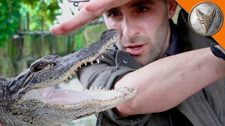 MORSO DI ALLIGATORE 🐊 Pericoloso anche in giovane età  Brave Wilderness Italiano [upl. by Novihc]