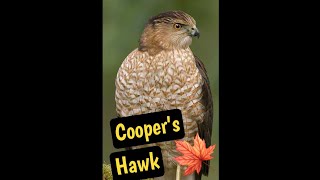 Cooper’s Hawk One of Canada’s most agile and stealthy predators [upl. by Anatnahs]